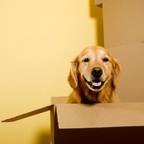 MYSTERY BOXES (VARIETY)