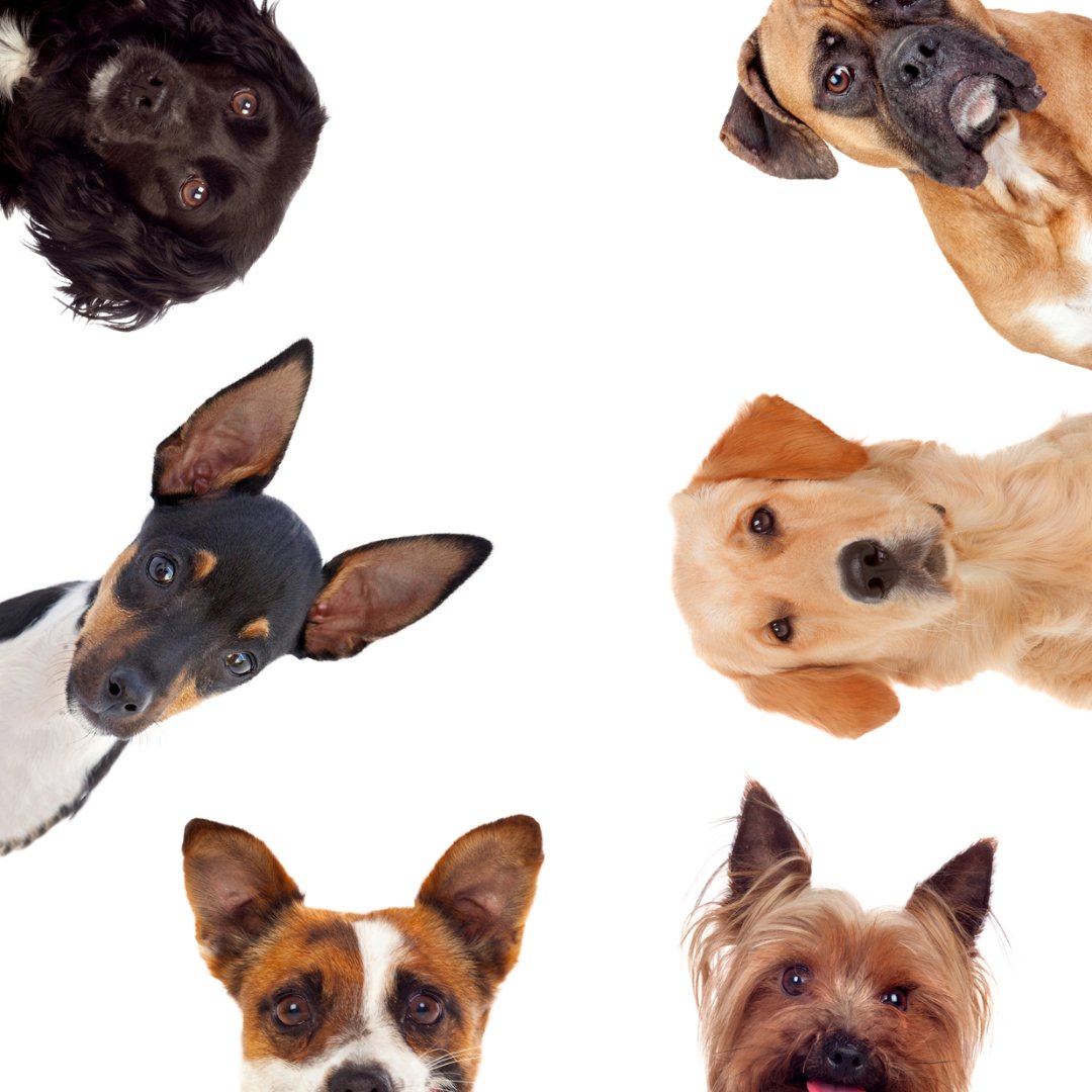 Dog Toys